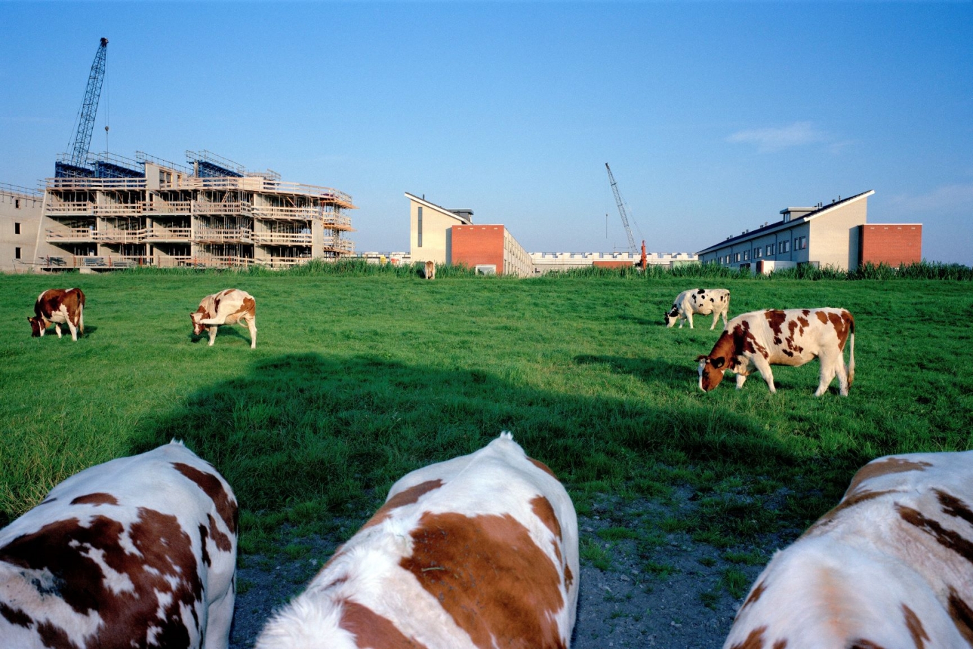 pasture with cows and housing in the background